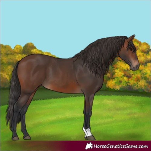 Horse Color:Brown 