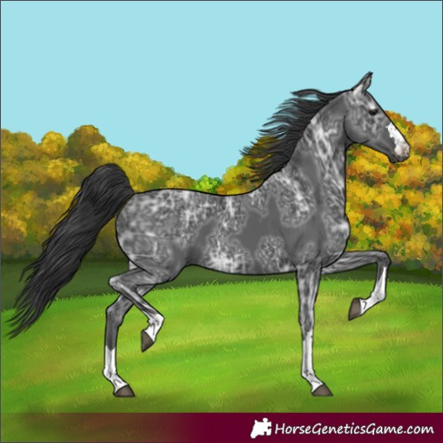 Horse Color:Black Ice 