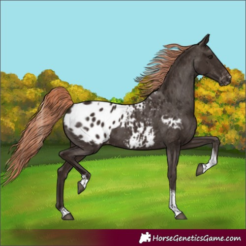Horse Color:Liver Chestnut Tobiano Appaloosa