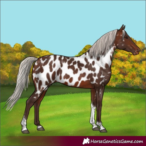 Horse Color:Silver Brown Tobiano Appaloosa 