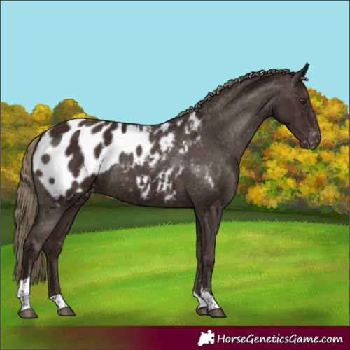 Horse Color:Unknown 