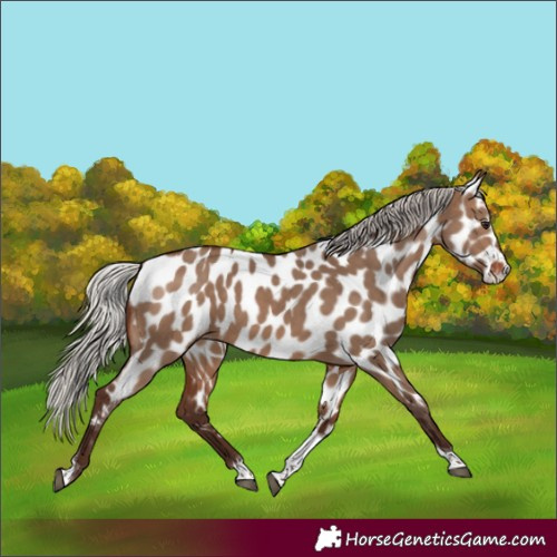 Horse Color:Silver Brown Dun Tobiano Near Leopard 