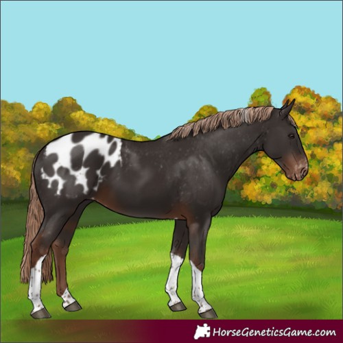 Horse Color:Liver Chestnut Tobiano Appaloosa 