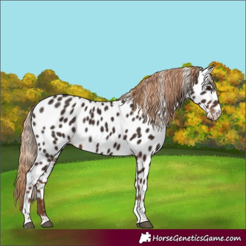 Horse Color:Liver Chestnut Tobiano Appaloosa 
