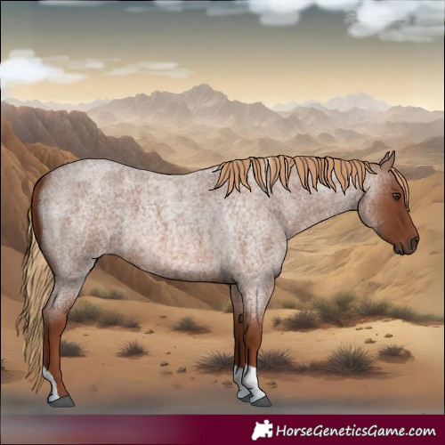 Horse Color:Red Roan Tobiano 