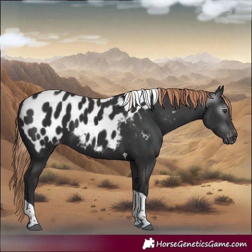 Horse Color:Gray Liver Chestnut Tobiano Appaloosa 