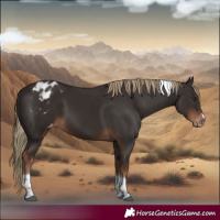 Horse Color:Liver Chestnut Tobiano Appaloosa 