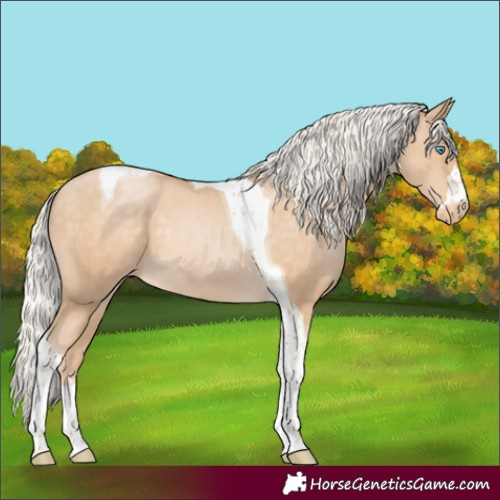 Horse Color:Silver Buckskin Pearl Tobiano Appaloosa 