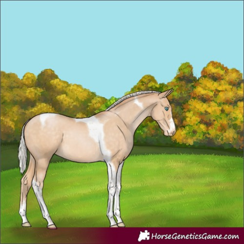 Horse Color:Silver Buckskin Pearl Tobiano Appaloosa 