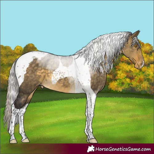 Horse Color:Silver Buckskin Dun Tobiano Appaloosa