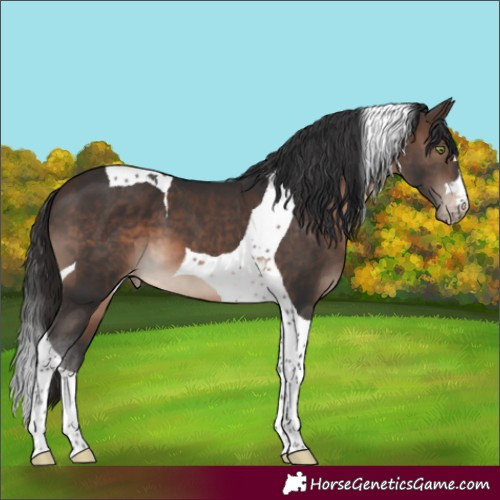 Horse Color:Brown Tobiano Appaloosa 