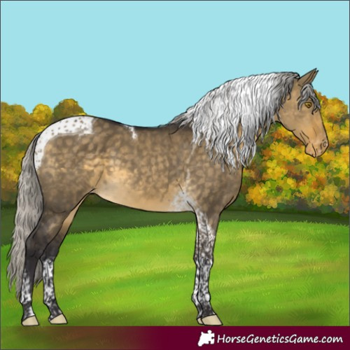Horse Color:Silver Buckskin Dun Tobiano Appaloosa 