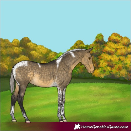 Horse Color:Silver Buckskin Dun Tobiano Appaloosa 