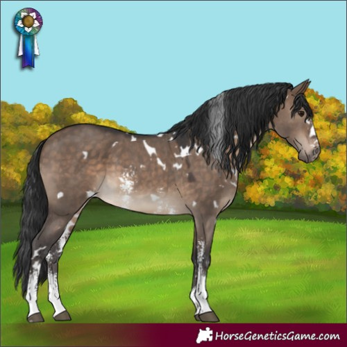 Horse Color:White Spotted Brown Dun Sabino 