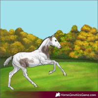 Horse Color:Silver Black Splash Tobiano Rabicano