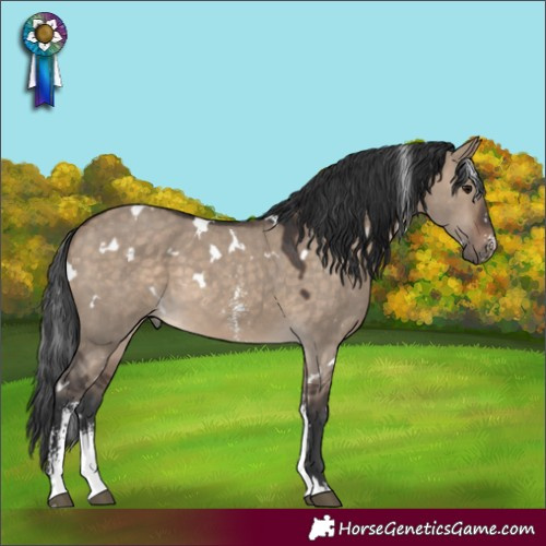 Horse Color:White Spotted Brown Dun Sabino