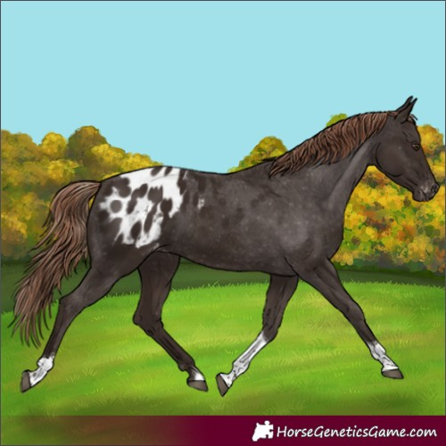 Horse Color:Liver Chestnut Tobiano Appaloosa