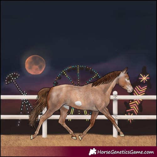 Horse Color:Gray Gold Champagne Roan Frame Rabicano