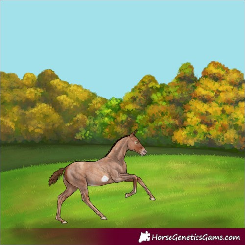 Horse Color:Gray Gold Champagne Roan Frame Rabicano 