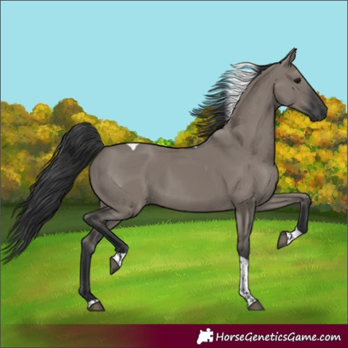 Horse Color:Grullo Tobiano 