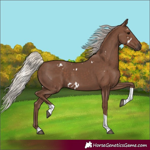 Horse Color:White Spotted Silver Black Tobiano 