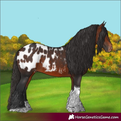 Horse Color:Bay Tobiano Appaloosa