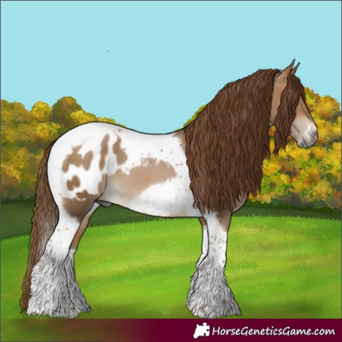 Horse Color:Gray Buckskin Pearl Tobiano Frame Appaloosa 