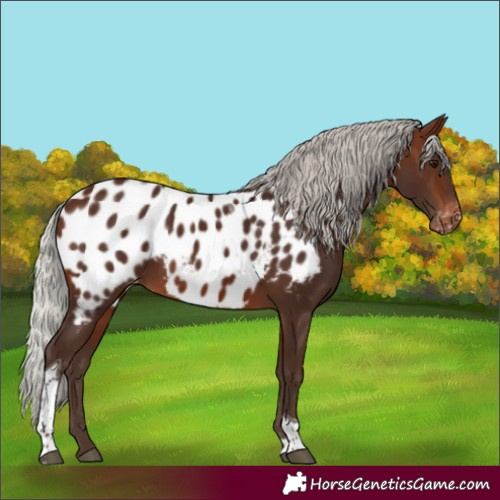 Horse Color:Silver Brown Tobiano Appaloosa
