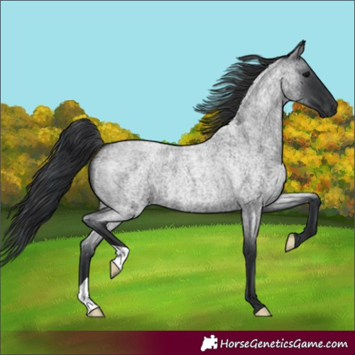 Horse Color:Blue Roan 