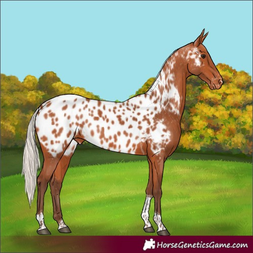Horse Color:Silver Bay Tobiano Appaloosa