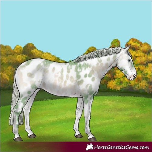 Horse Color:Watercolor White Spotted Silver Bay Chinchilla Ice Onyx Appaloosa Rabicano 