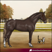 Horse Color:Liver Chestnut Tobiano Appaloosa