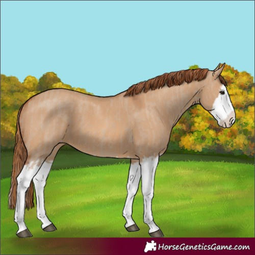 Horse Color:Red Dun Splash  and Red Dun Splash 