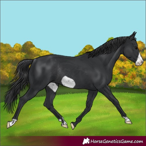 Horse Color:Black Frame Rabicano