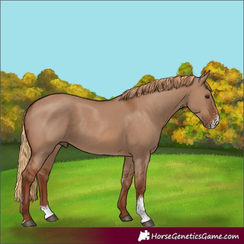 Horse Color:Red Dun Sabino 