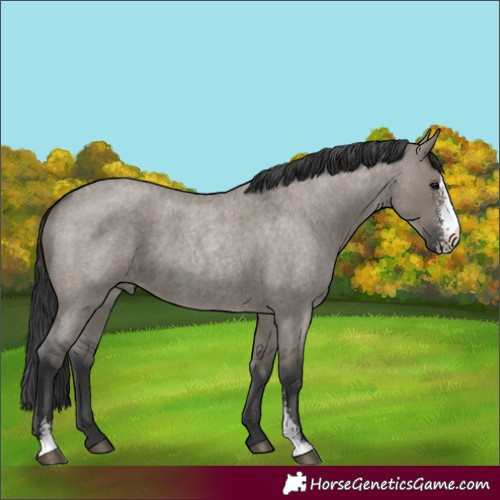 Horse Color:Grullo Roan Sabino Rabicano 