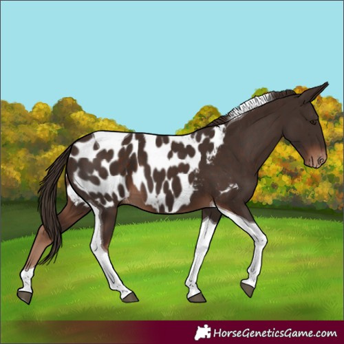 Horse Color:Liver Chestnut Tobiano Appaloosa 