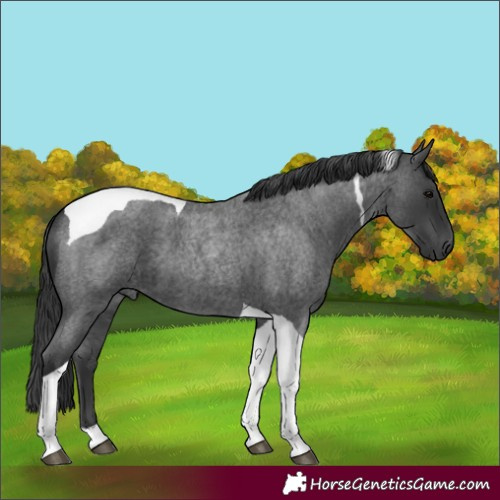 Horse Color:Blue Roan Tobiano