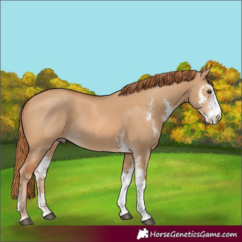 Horse Color:Red Dun Sabino Rabicano 