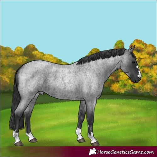 Horse Color:Blue Roan 
