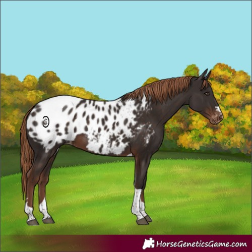 Horse Color:Liver Chestnut Tobiano Appaloosa 