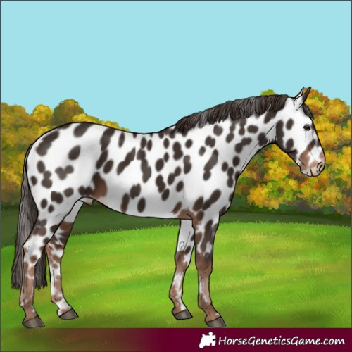 Horse Color:Liver Chestnut Appaloosa 