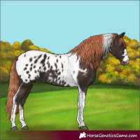 Horse Color:Liver Chestnut Tobiano Appaloosa 