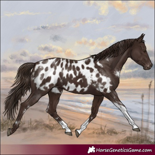 Horse Color:White Spotted Liver Chestnut Tobiano Blanket Rabicano