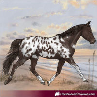 Horse Color:White Spotted Liver Chestnut Tobiano Blanket Rabicano