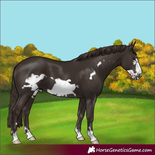 Horse Color:Liver Chestnut Frame 