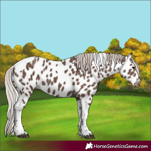 Horse Color:Silver Black Tobiano Appaloosa