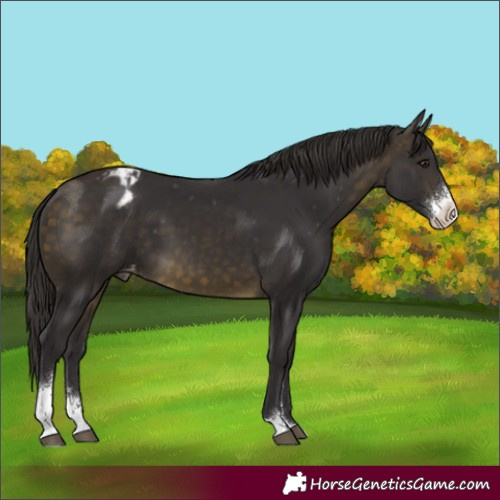 Horse Color:Buckskin Sabino Appaloosa 