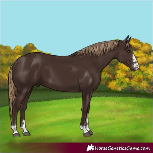 Horse Color:Liver Chestnut 