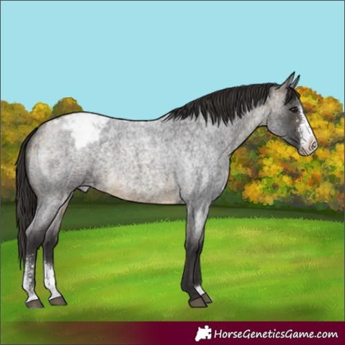 Horse Color:Buckskin Roan Sabino Varnish Rabicano 